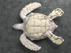 sea turtle 3D Model