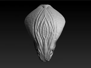 cobra head sculpt 3D Model