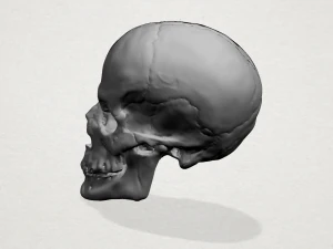skull 3D Print Model
