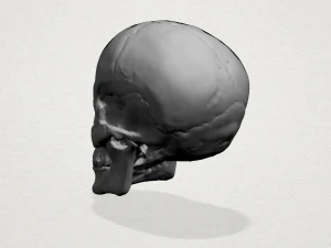 skull 3D Print Model