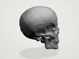 skull 3D Print Model