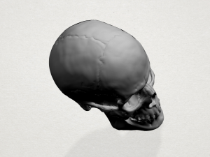 skull 3D Baskı Modeli