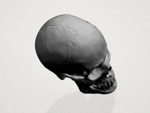 skull 3D Print Model