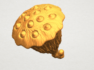 lotus seedpod 3Dプリントモデル