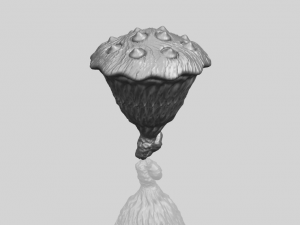 lotus seedpod 3D 프린트 모델