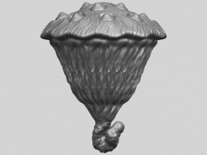 lotus seedpod 3D 프린트 모델