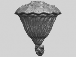 lotus seedpod 3D 프린트 모델