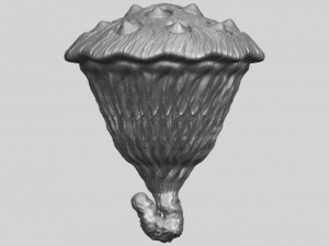 lotus seedpod 3D 프린트 모델