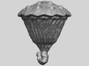 lotus seedpod 3D 프린트 모델