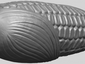 corn 3D-Druckmodell