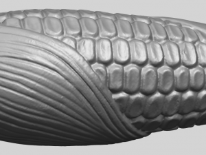 corn 3D-Druckmodell