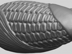 corn 3D-Druckmodell