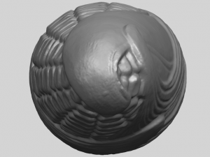 corn 3D-Druckmodell