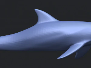 dolphin 02 3D Print Model
