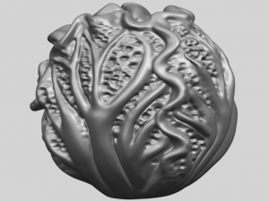 cabbage 3D Принт Модель