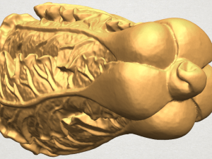 vegetable - fatt choi 03 Model do druku 3D