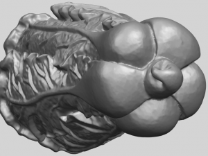 vegetable - fatt choi 03 Model do druku 3D