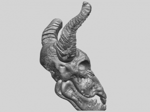 skull of goat 01 3D 프린트 모델