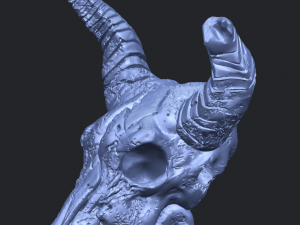 skull of goat 01 3D 프린트 모델