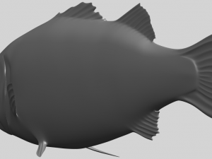 fish 03 Modèles 3D en vedette