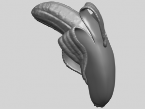 banana 02 3D 프린트 모델