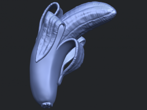 banana 02 3D 프린트 모델