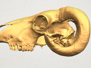 skull of goat 02 3D Принт Модель