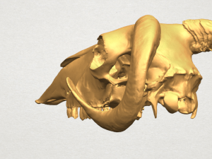 skull of goat 02 3D Принт Модель
