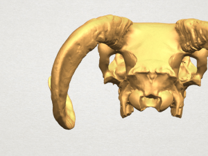 skull of goat 02 3D Принт Модель