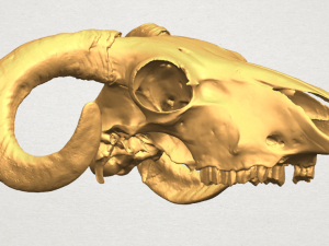skull of goat 02 3D Принт Модель