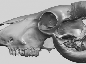 skull of goat 02 3D Принт Модель