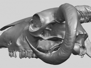 skull of goat 02 3D Принт Модель