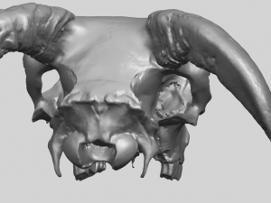 skull of goat 02 3D Принт Модель