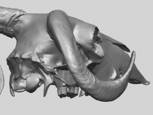 skull of goat 02 3D Принт Модель