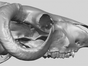 skull of goat 02 3D Принт Модель