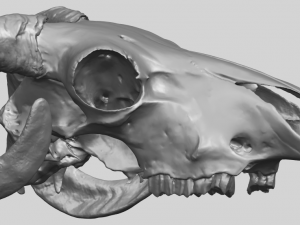 skull of goat 02 3D Принт Модель