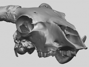 skull of goat 02 3D Принт Модель
