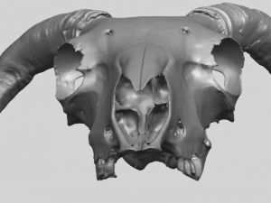 skull of goat 02 3D Принт Модель