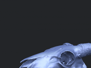 skull of goat 02 3D Принт Модель