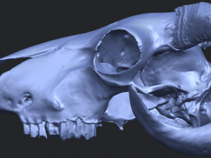 skull of goat 02 3D Принт Модель