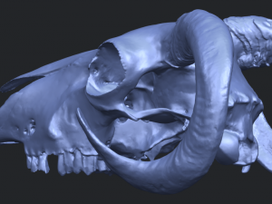 skull of goat 02 3D Принт Модель
