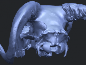 skull of goat 02 3D Принт Модель