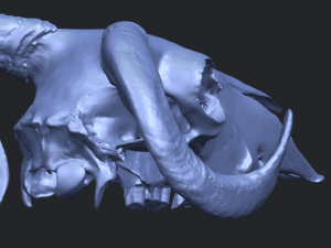 skull of goat 02 3D Принт Модель