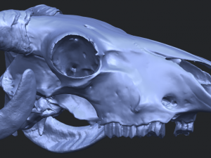 skull of goat 02 3D Принт Модель