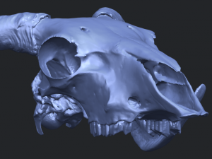 skull of goat 02 3D Принт Модель