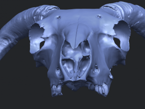 skull of goat 02 3D Принт Модель