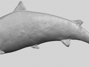 fish 04 3D Baskı Modeli