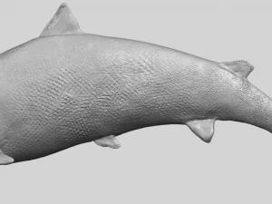 fish 04 3D Print Model