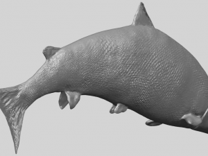 fish 04 3D Baskı Modeli