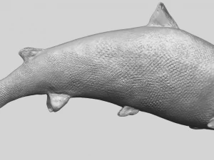 fish 04 3D Print Model